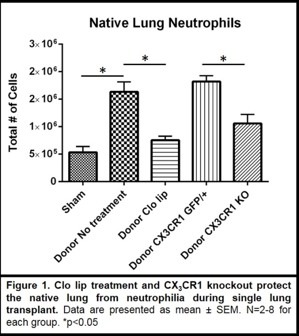 Donor Derived Monocytes Migrate To The Contralateral Lung And Cause Neutrophilia Following Single Lung Transplant Atc Abstracts